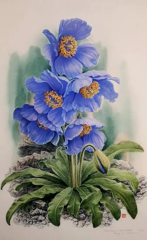 艺术与设计 - 著名植物科学画家曾孝濂的作品,就这样把人美哭