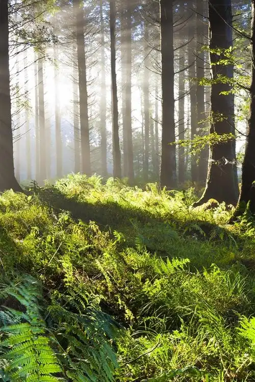 首页 自然与风景 森林和树木