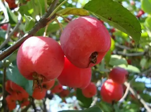 这个果子的名字非常的好听,同样这个果子吃起来也是比较好吃的,海棠果