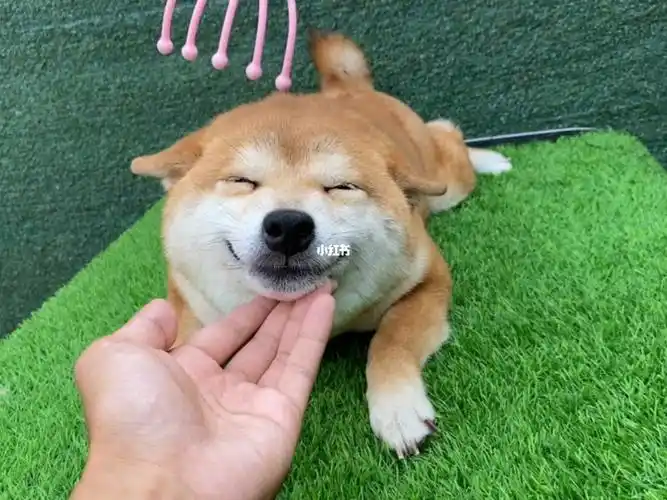 笑眯眯的柴犬你们喜欢吗