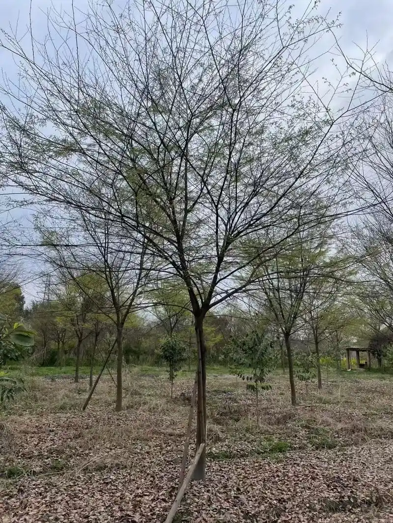 红榉,10～13公分,树型如图,优惠价格.红榉,10～13公 - 抖音