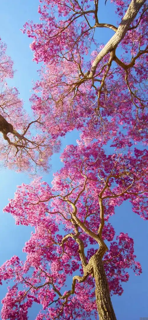 小清新唯美高清风景图片壁纸竖屏无水印(图6)