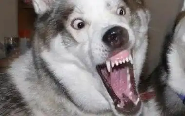 狗狗张大嘴可爱凶狠二哈gif动图_动态图_表情包下载_soogif