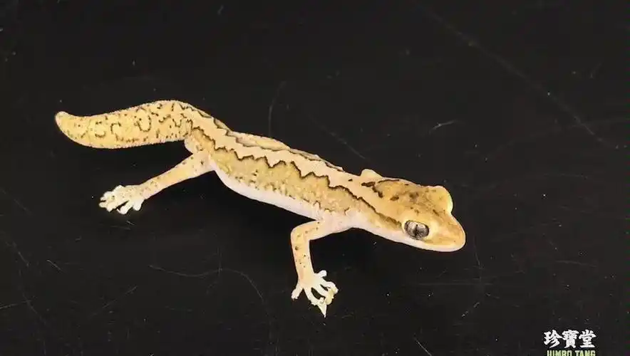 澳洲直线珠宝守宫_哔哩哔哩_bilibili