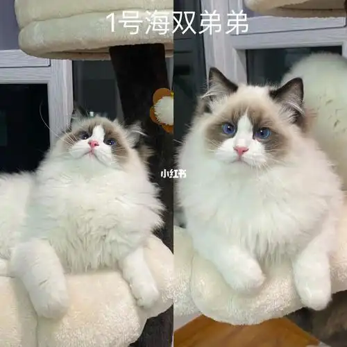 蓝双海双布偶猫弟弟合集最后8只蹲新家了