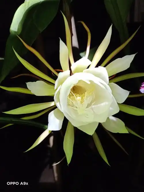 昙花一现最美瞬间