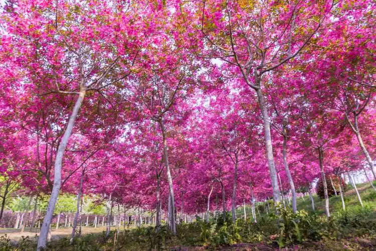 合肥 海棠花海竟绽放
