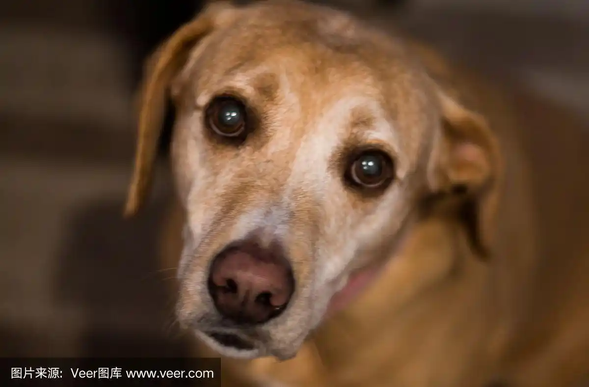 褐色眼睛,可爱的,动物主题,好奇心,图像