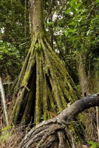 太神奇了会走路的树每年能走20米怪不得会迷路