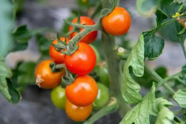 当季小番茄等你来采摘→|果蔬|黄里|种植|国产榴莲_网易订阅