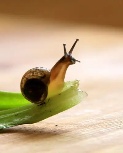 买菜遇蜗牛后(原创) - 美篇