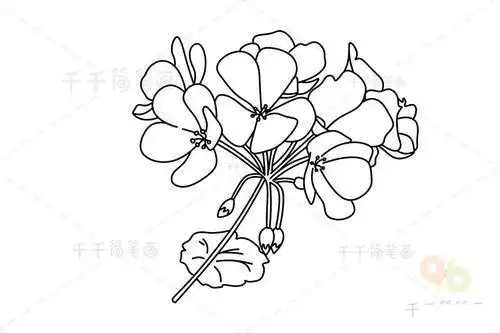 天竺葵简笔画步骤图