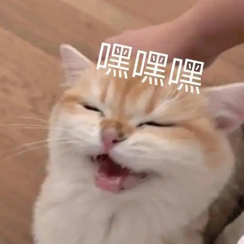 很爱猫猫表情包