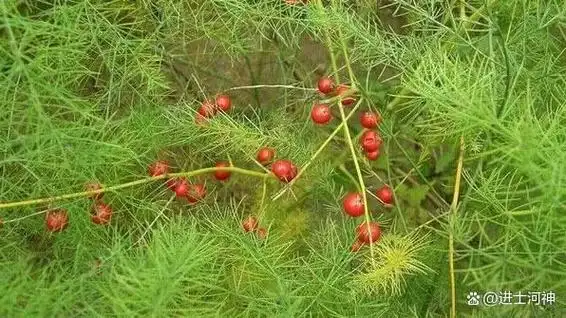 天门冬又名高丽参,天冬,是百合科天门冬属的多年生草本植物.