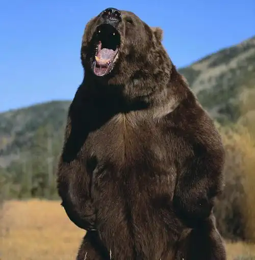 棕熊|熊这种动物有多可怕?