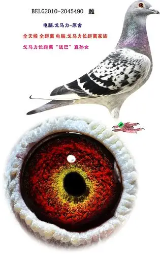 电脑.戈马力-原舍 保证金级 拍卖