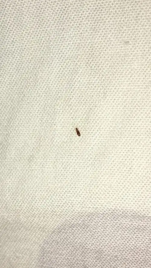 这个是什么虫子,床单底下的,有很多.很小很小,图片已经放到最大了.