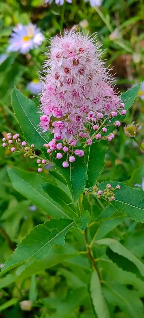 粉花绣线菊日月峡国家森林公园