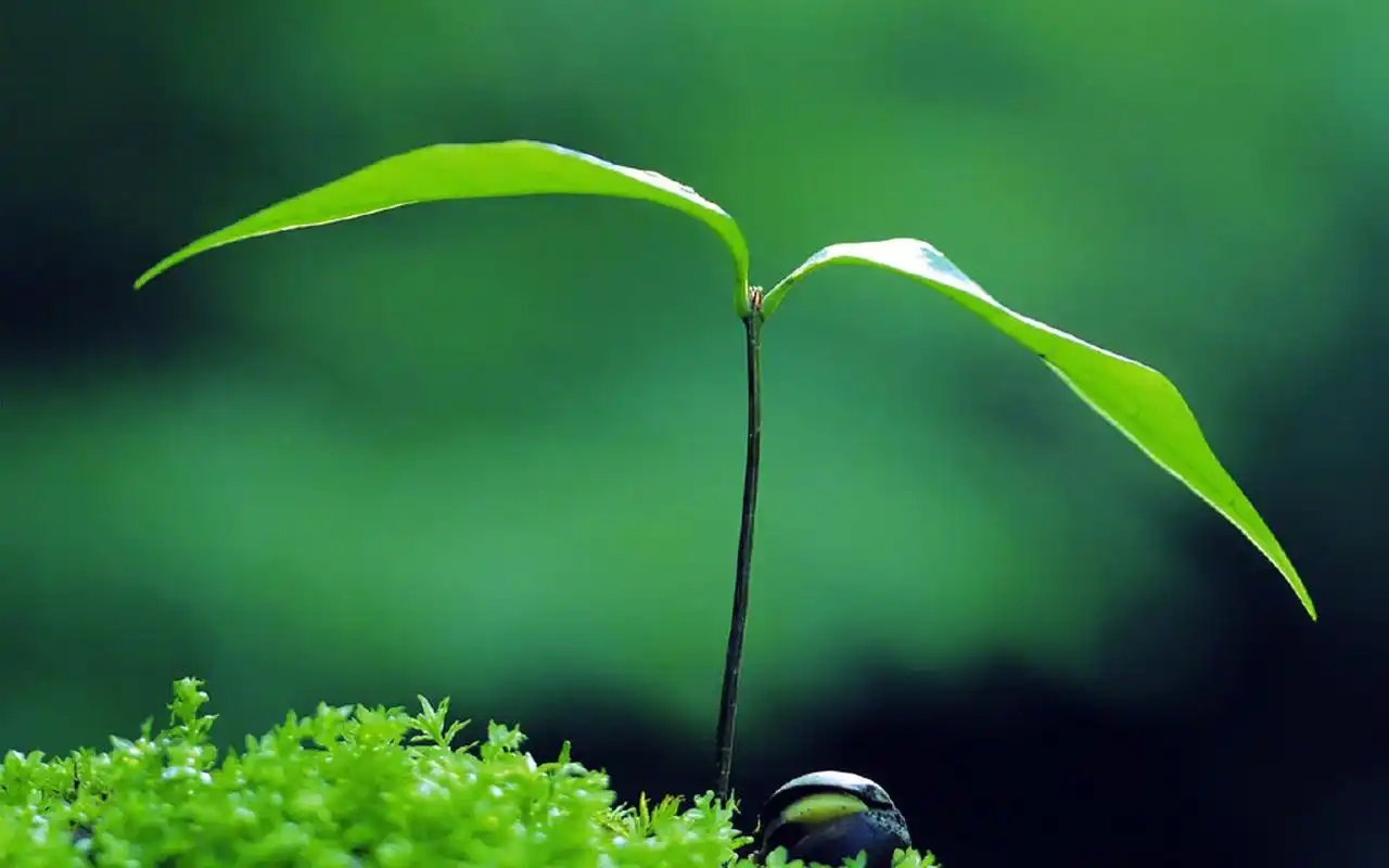 绿色护眼植物图片电脑壁纸-植物壁纸-壁纸下载-美桌网