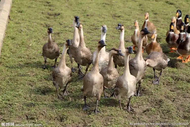 高清家鹅群摄影图__家禽家畜_生物世界_摄影图库_昵图网nipic.com