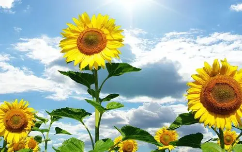 灿烂向日葵高清图片桌面壁纸