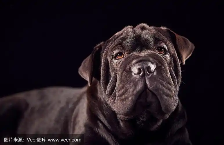 工作室肖像沙皮小狗对黑色的背景