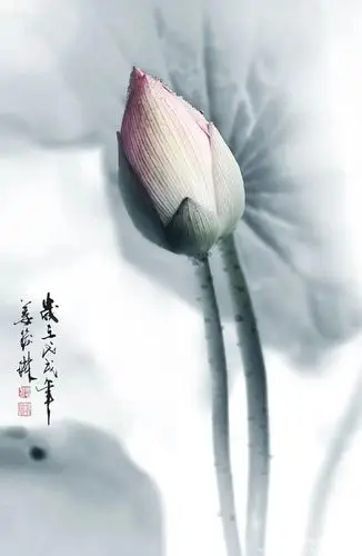 中国风画意荷花摄影