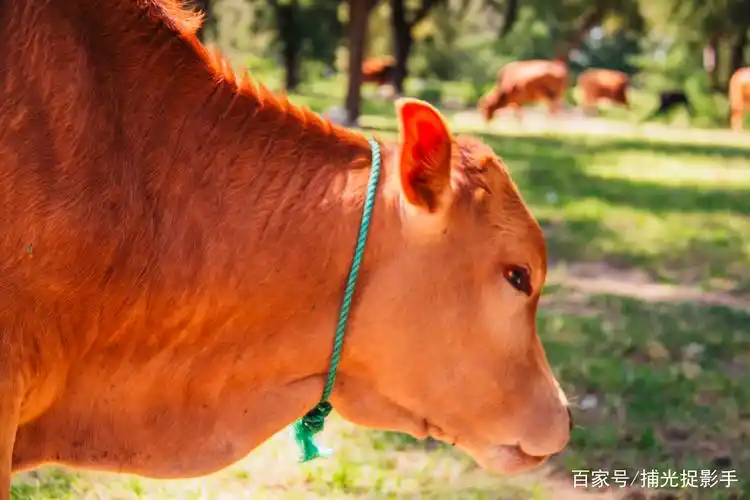 田园风光:在洒满阳光的午后,树荫下,有一群可爱的小牛