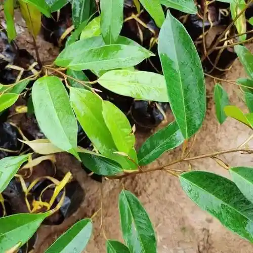 榴莲果树苗泰国榴莲苗树苗嫁接金枕头南方北方种植盆栽苗当年结果