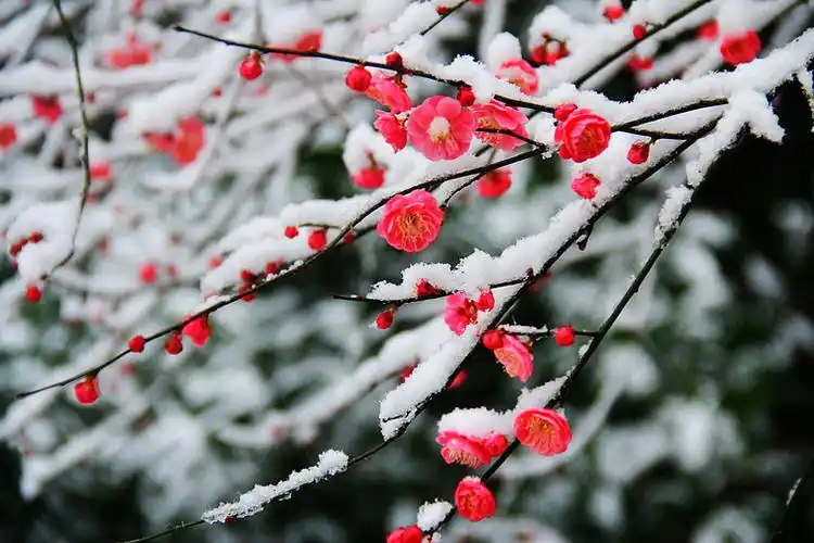 傲雪红梅