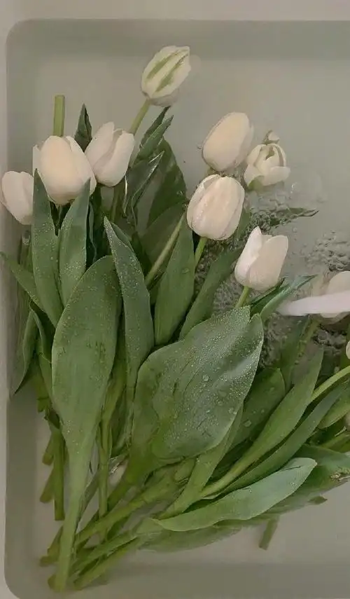 清新脱俗的壁纸