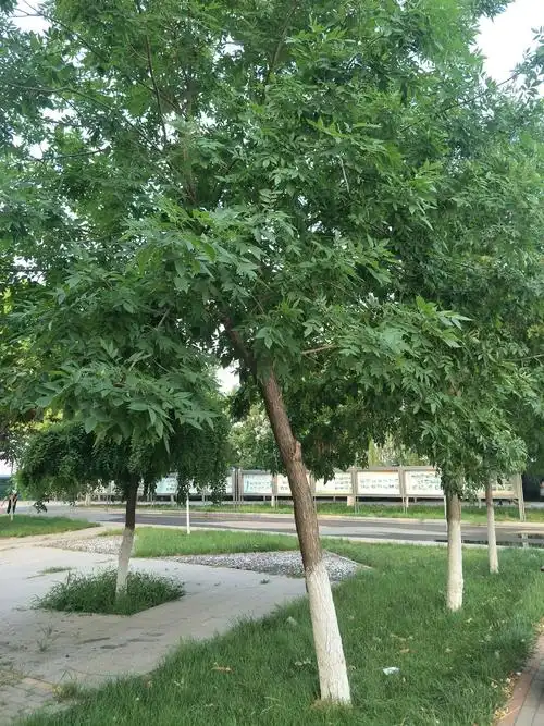 白蜡树其干形通直,树形美观,抗烟尘,二氧化硫和氯气,是工厂,城镇绿化