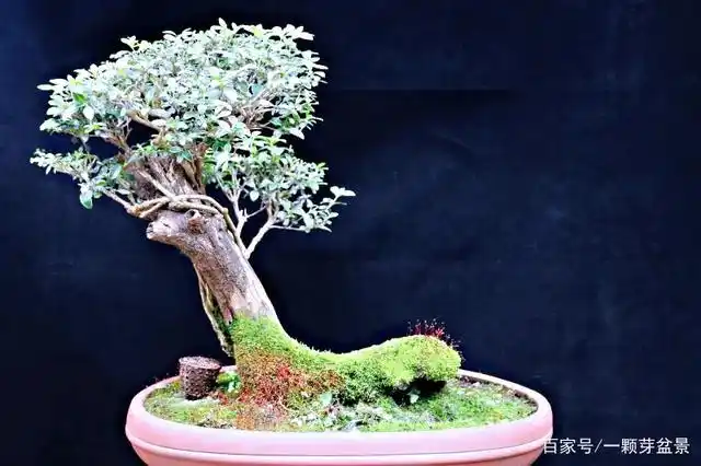 六月雪精品老桩