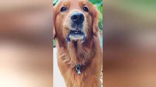 给你们表演个口水拉丝