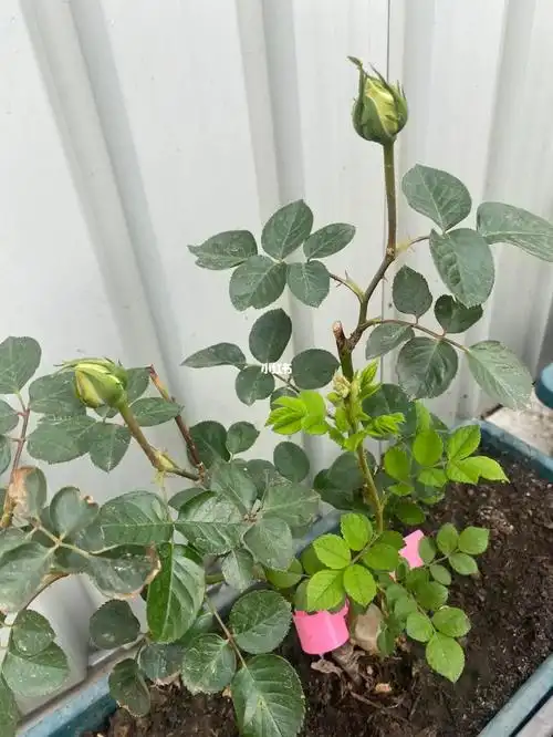 坐标北京月季长出了新笋宿迁小白花