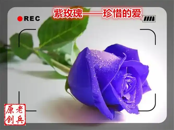 老兵mv歌曲王绎龙最美丽的花十一种花十一种爱你知道