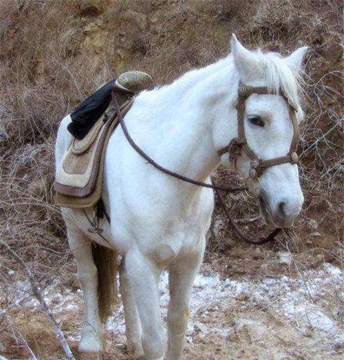 86版西游记中的"白龙马",被吸血10年惨死在山洞,导演杨洁泪崩_腾讯新