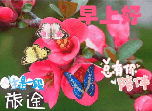 最美早上好鲜花图片大全温馨早晨鲜花表情动态图