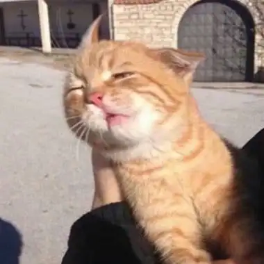 可爱沙雕宠物头像 高清可爱又沙雕的动物头像图片_搞笑头像_美头网