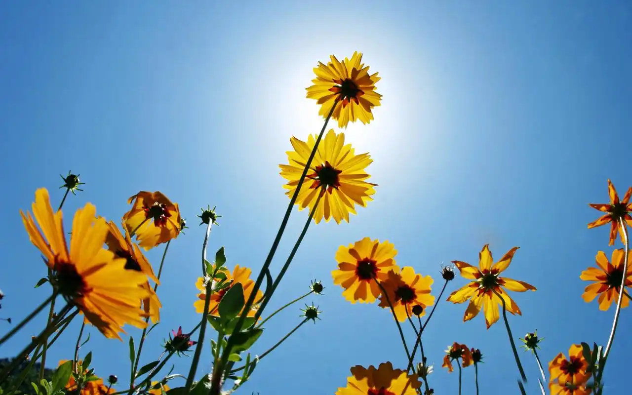 植物花卉唯美花海风景桌面壁纸