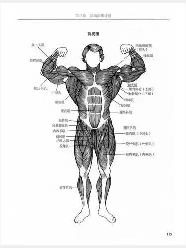 人间惆怅客的相册-健身-肌肉结构及训练计划