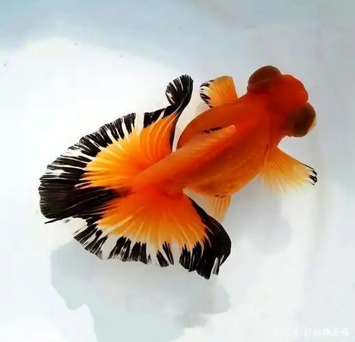 传统国粹金鱼品种大全,鉴赏传统金鱼之美!