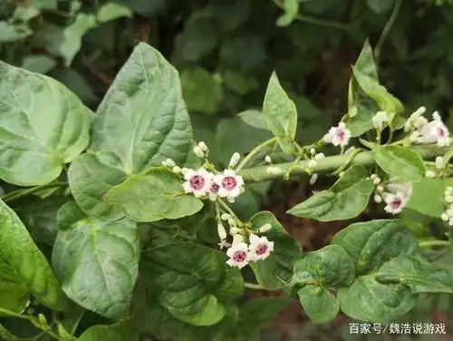 泗水星村镇黑泥沟的鸡屎藤,当地人也叫臭名远扬,学名无从考究