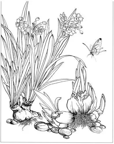 []0011_工笔画冬之花白描线稿素材高清图冬之花11-水仙_0x0px_jpg_600