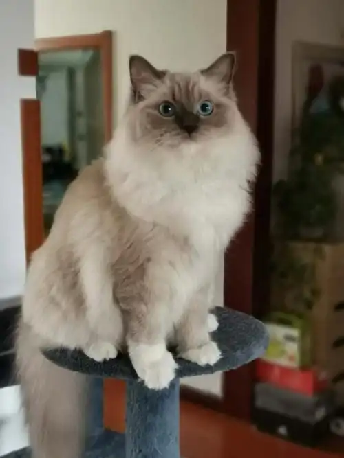 大数据请把我推给1000个喜欢重点色布偶的人#手套色布偶猫  #吸猫