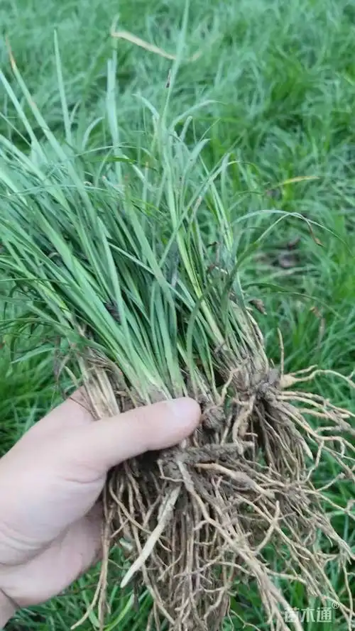高度13厘米细叶麦冬草