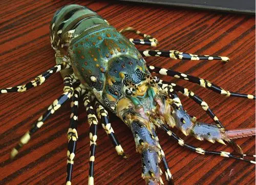 鲜活花龙彩龙虾进口花龙虾酒席酒店东南亚进口衡