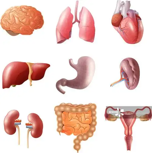 人体器官组
