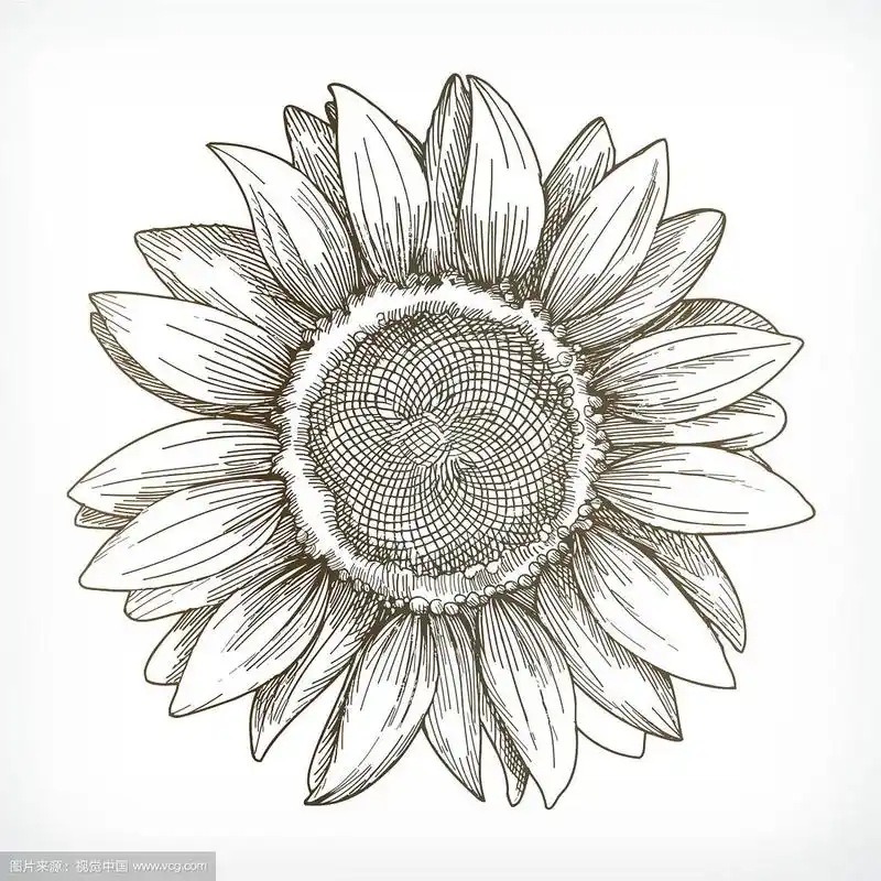 向日葵素描手绘