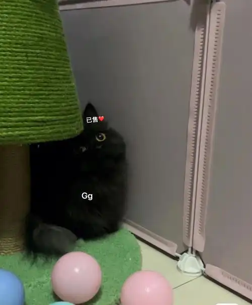 黑猫6989谁能拒绝黑煤球呢